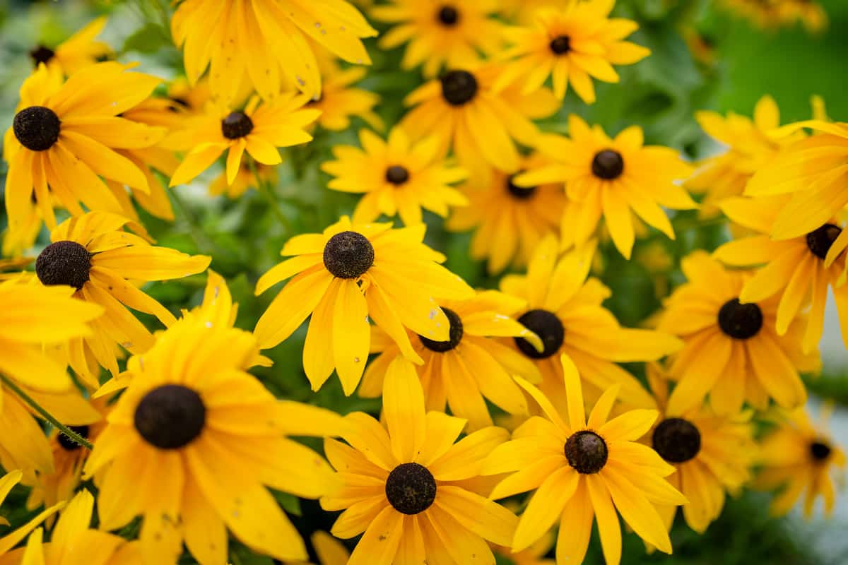 Black eyed susan. 