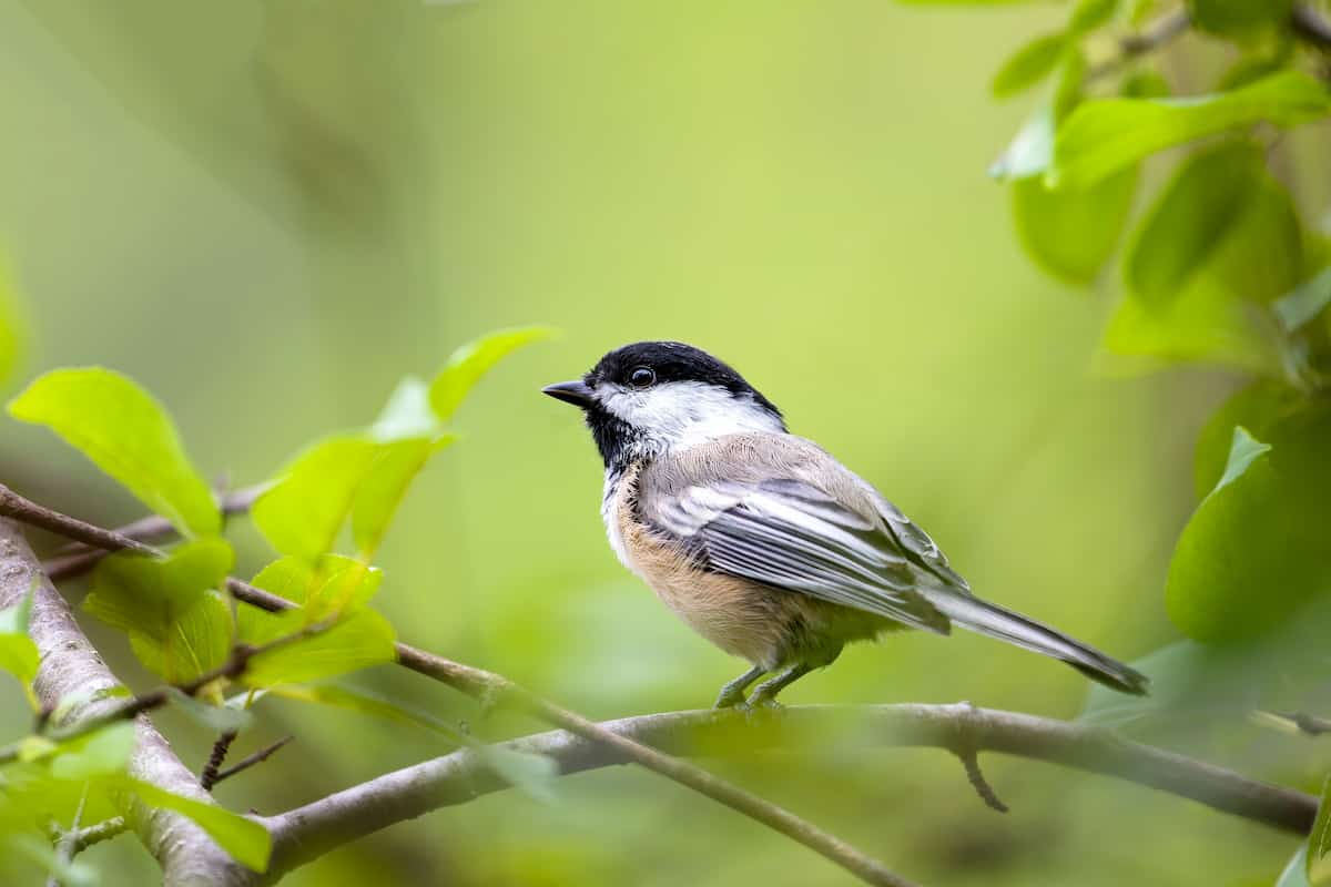Black-capped Chickadee bird. 
