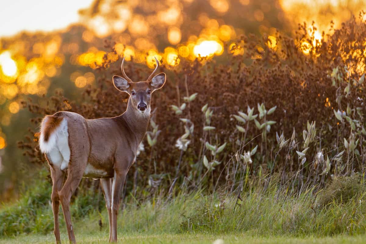 White tailed deer. 