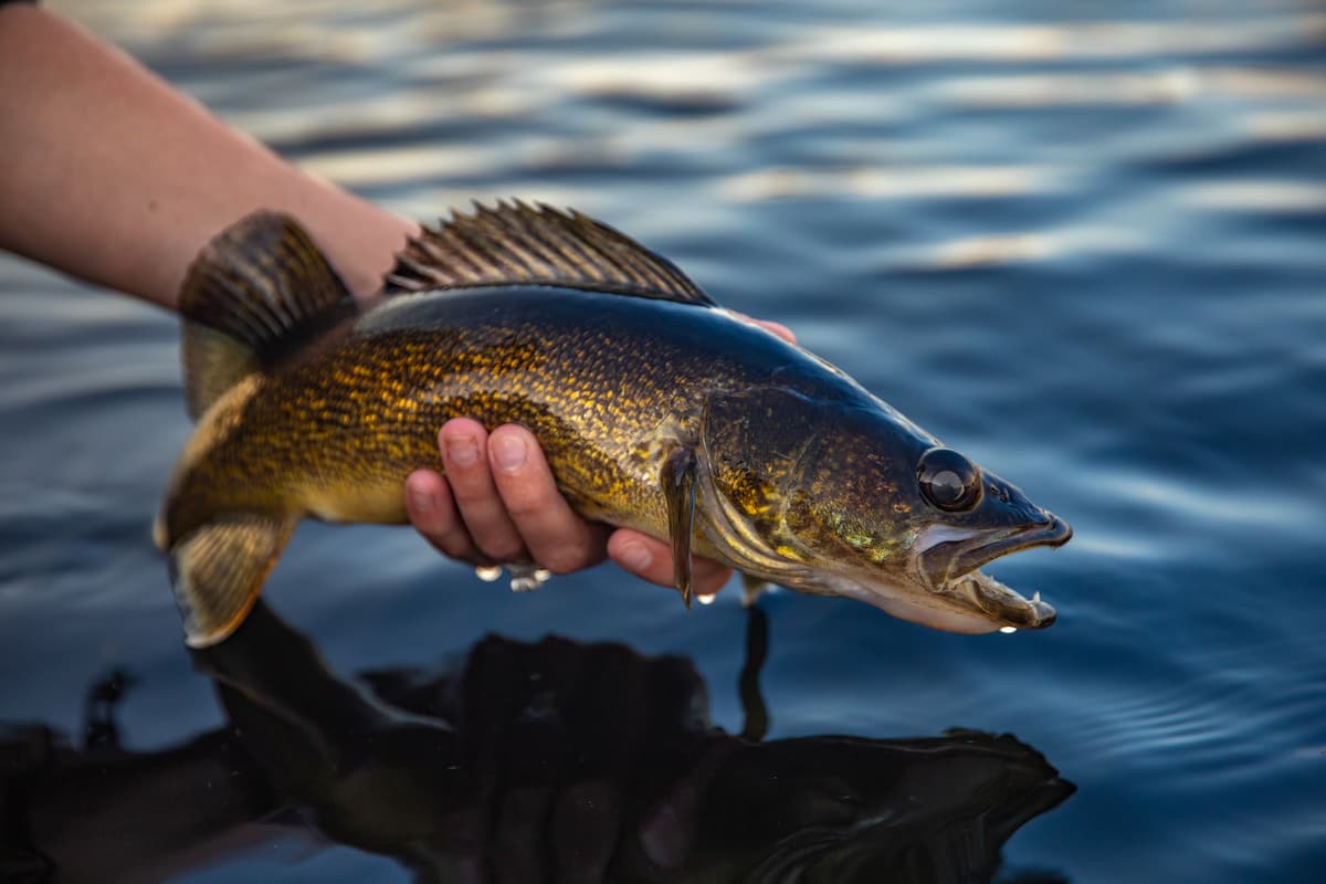 Walleye fish. 