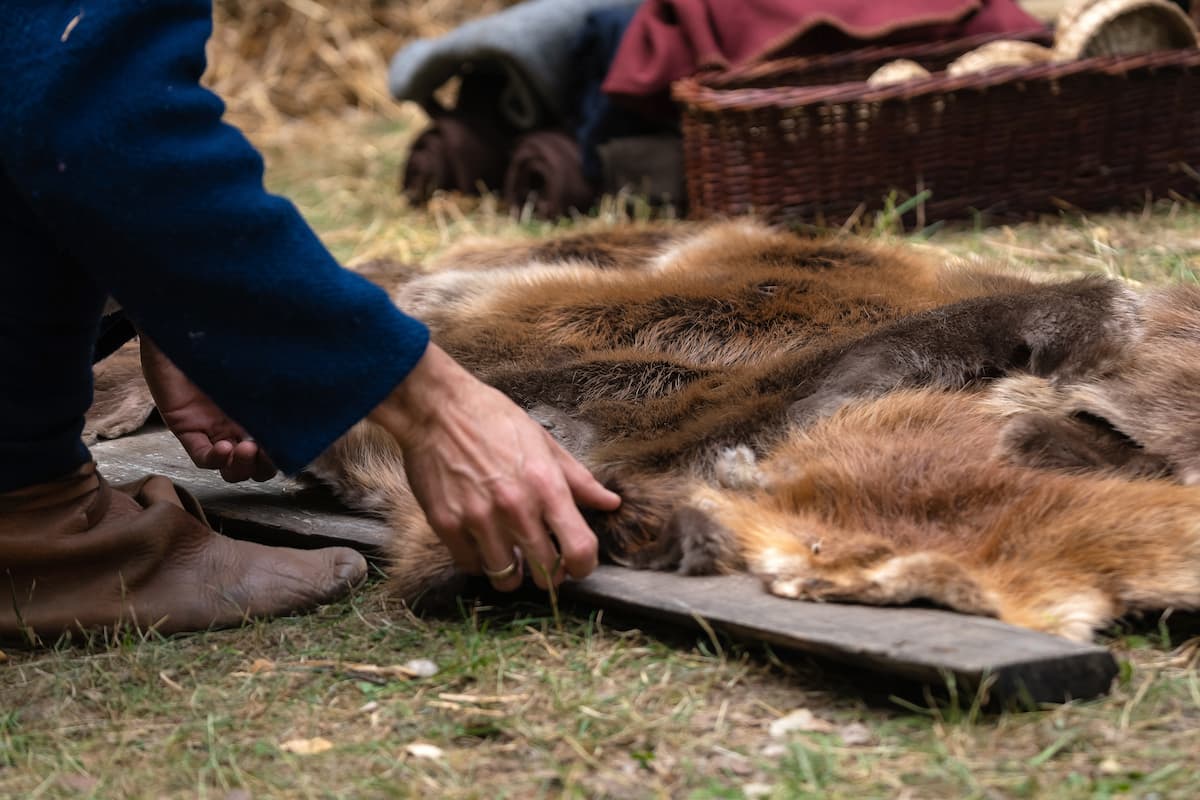 Fur trappers laying their furs out. 