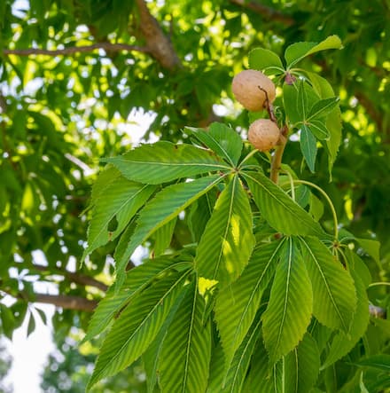 Ohio state tree Ohio buckeye. 