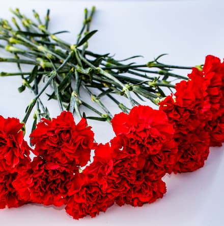 Ohio state flower red carnation. 