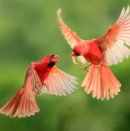 Ohio state bird northern cardinal. 