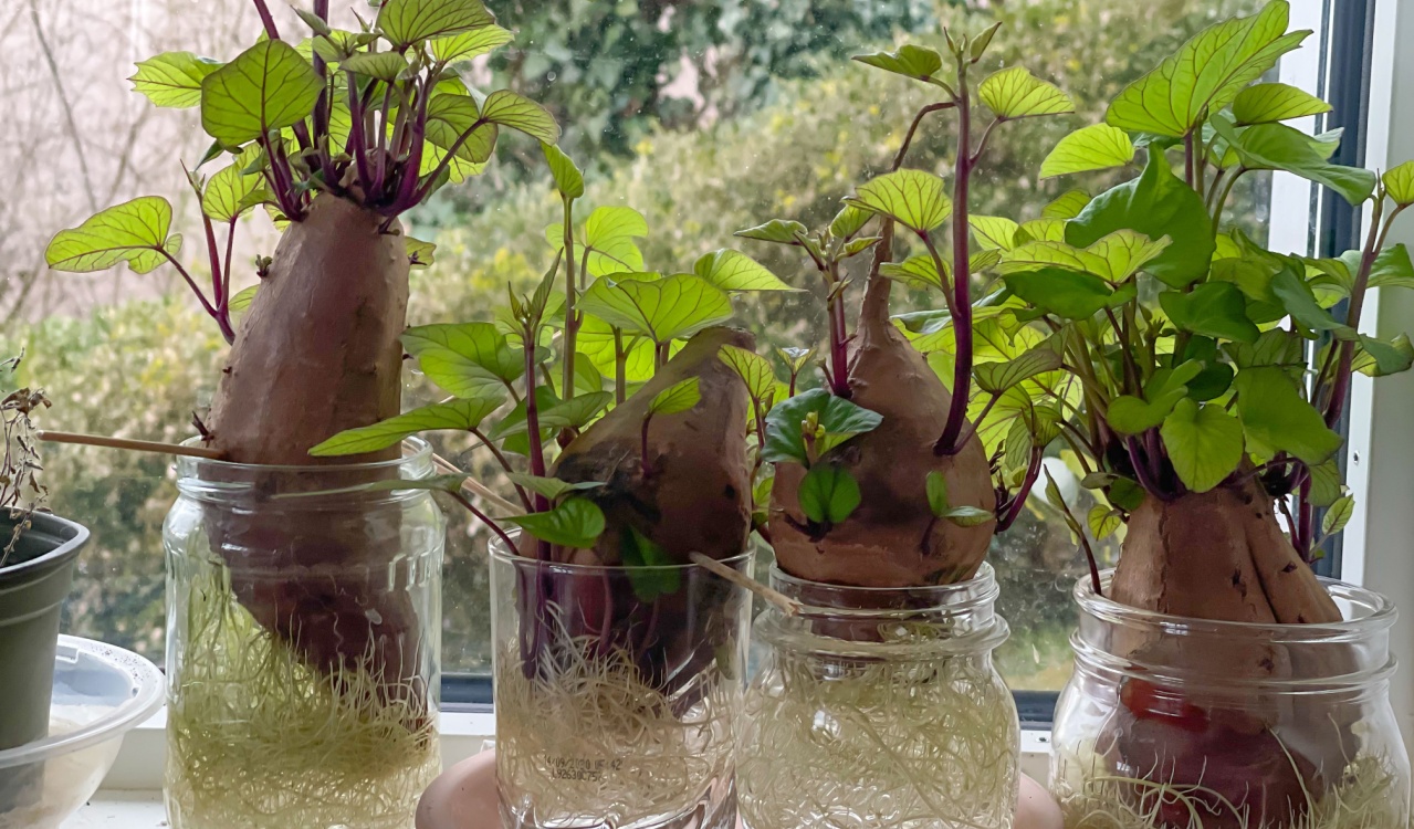 A fun science growing experiment to do with sweet potatoes around Thanksgiving time. 