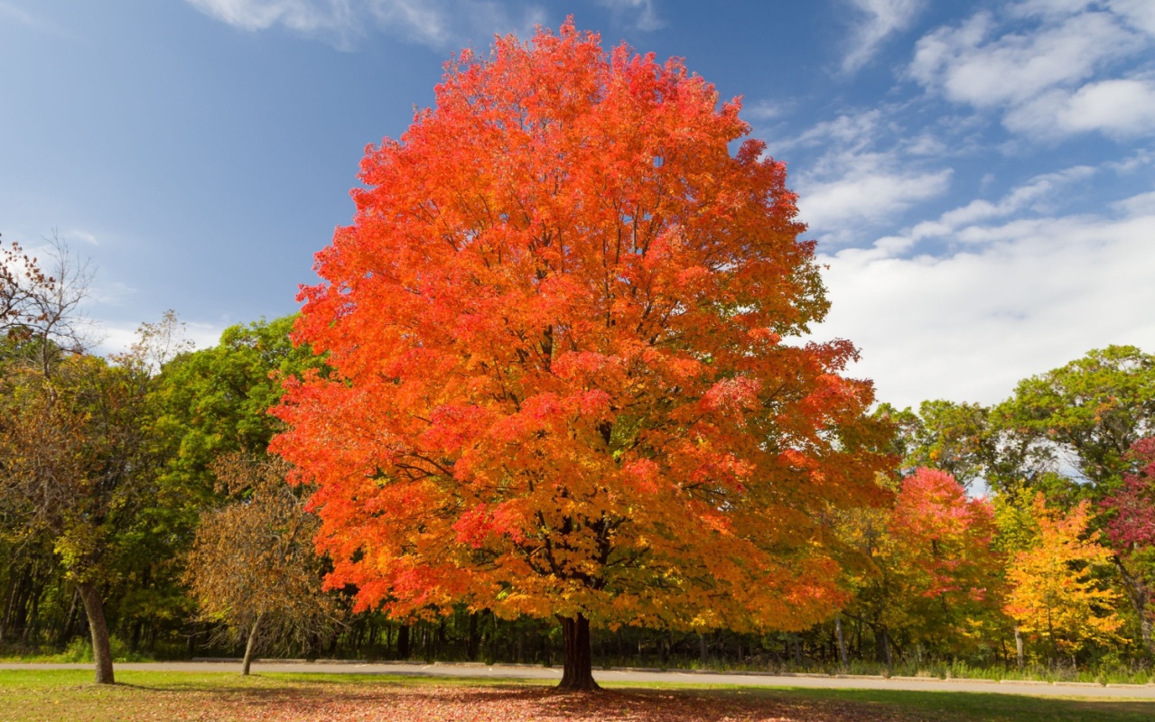 Sugar maple tree. 