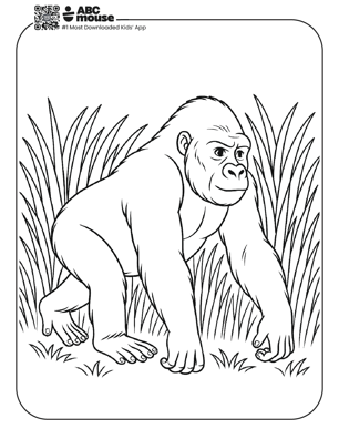 Free printable realistic gorilla coloring page for kids from ABCmouse.com. 