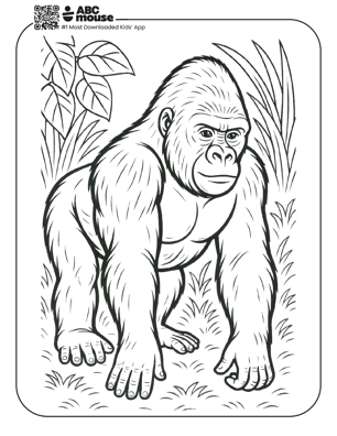 Free printable realistic gorilla coloring page for kids from ABCmouse.com. 