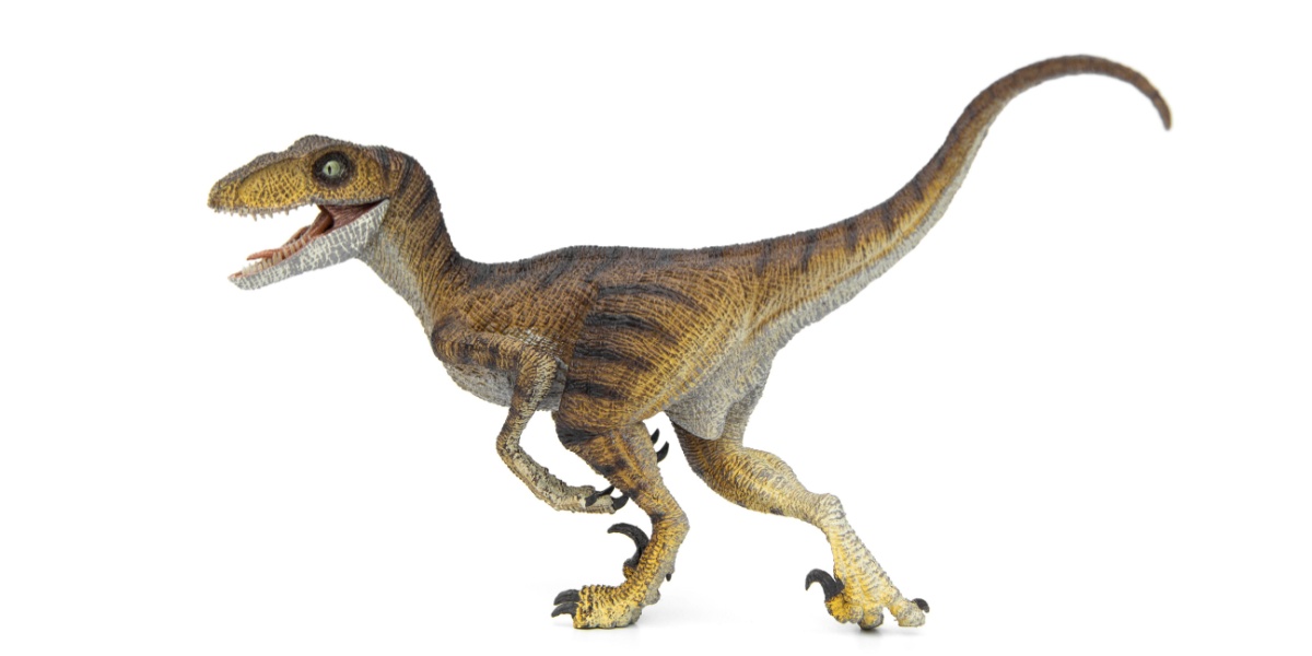 Realistic Velociraptor picture.