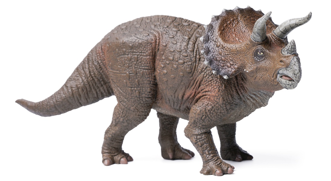 Realistic Triceratops picture.