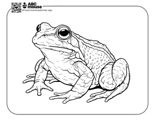 Free printable realistic bullfrog coloring page for kids from ABCmouse.com.