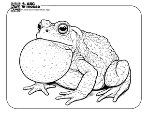 Free printable realistic croaking toad coloring page for kids from ABCmouse.com.
