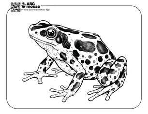 Free printable realistic spotted frog coloring page for kids from ABCmouse.com.