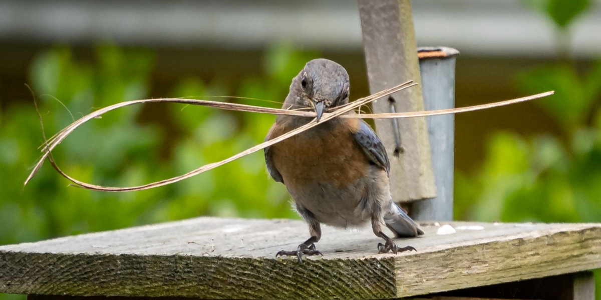 Small bird carrying twigs in its beak to build a nest during spring.