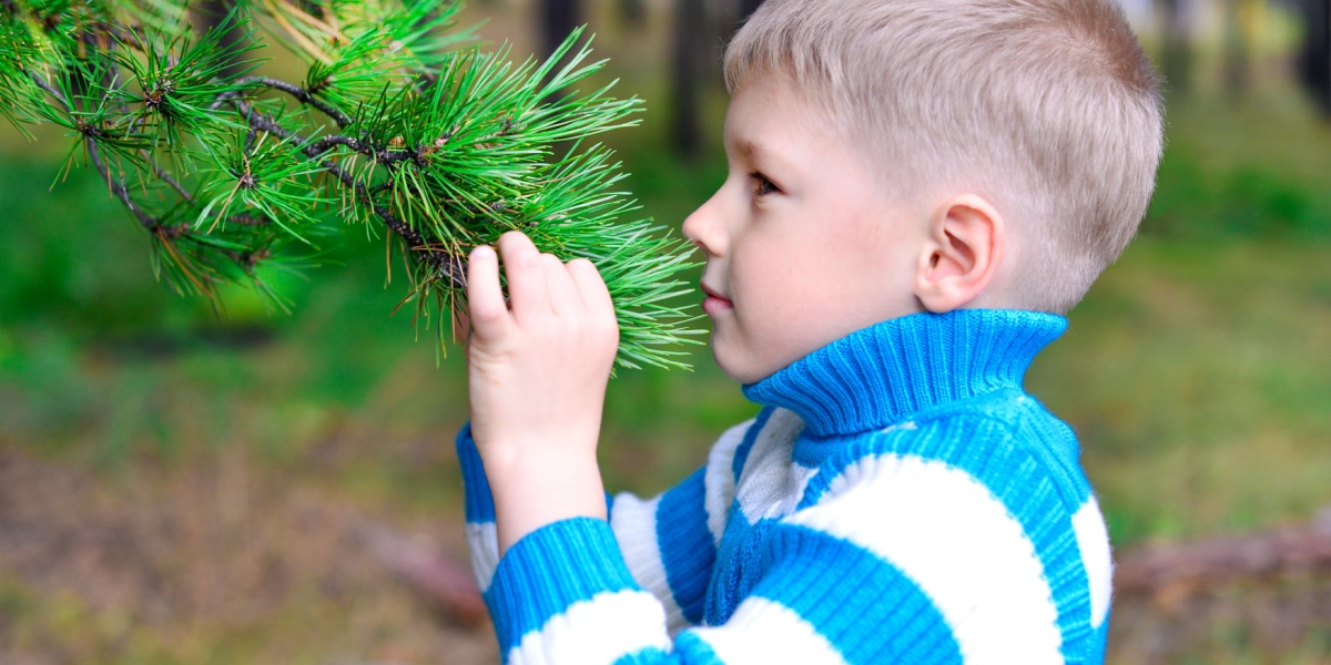 Young child touching and examining pine needles on a tree branch during a spring sensory walk.