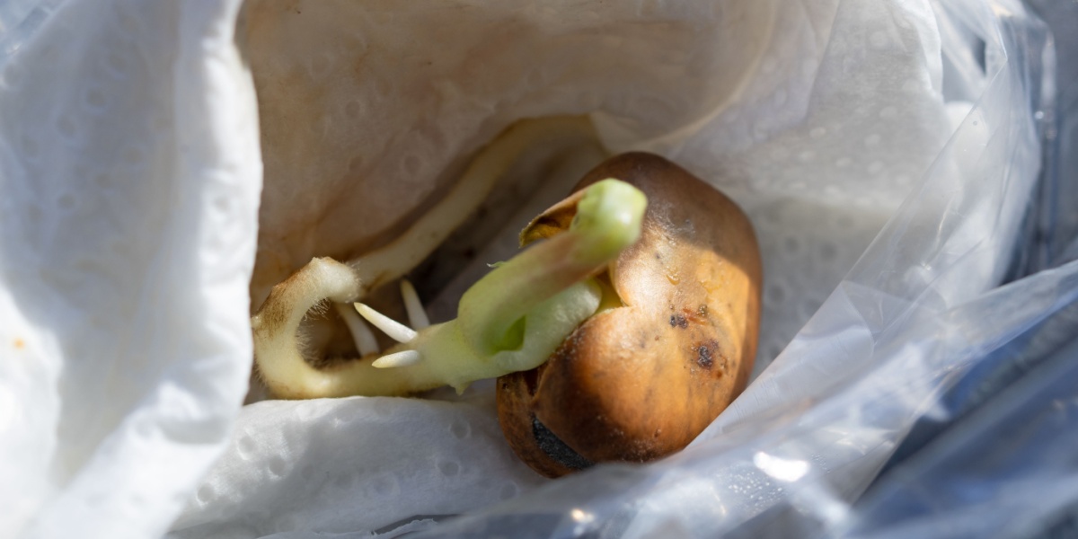 A sprouting lima bean with visible shoots growing from its surface.