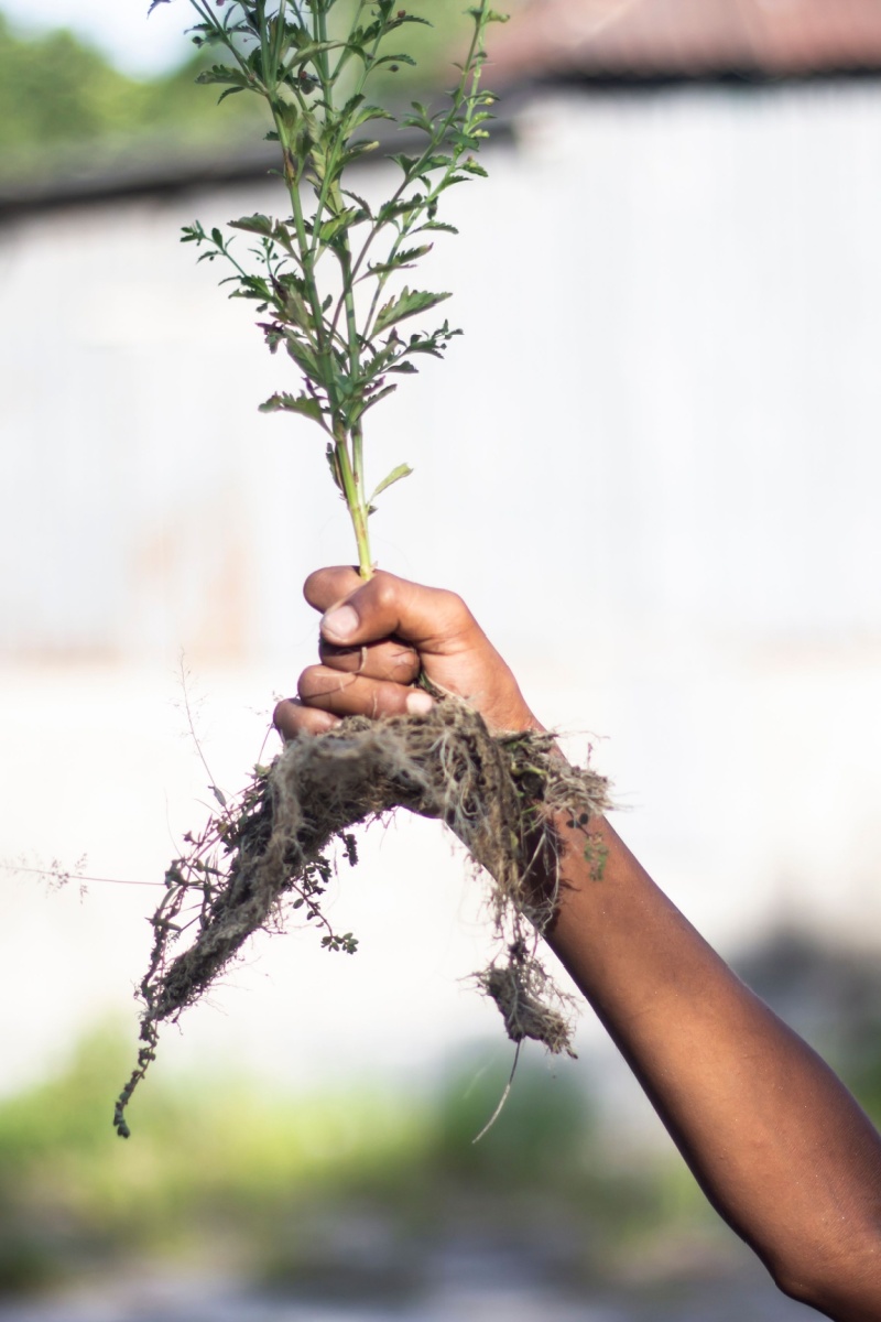 Hand holding a plant pulled from the ground with roots exposed.