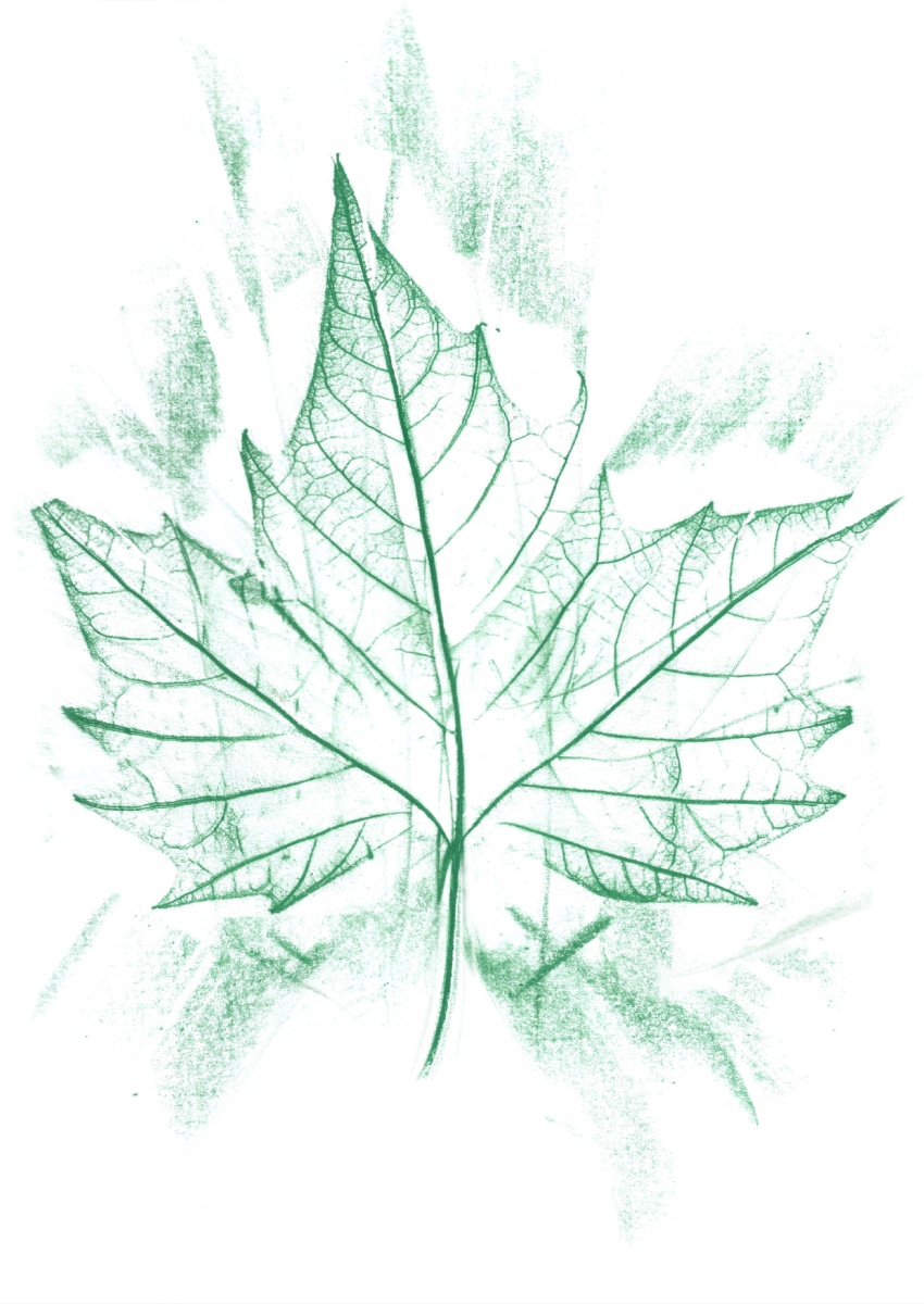 Green leaf rubbing showing detailed vein patterns.