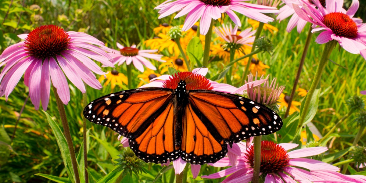 Monarch butterfly resting on pink and yellow flowers in a garden.