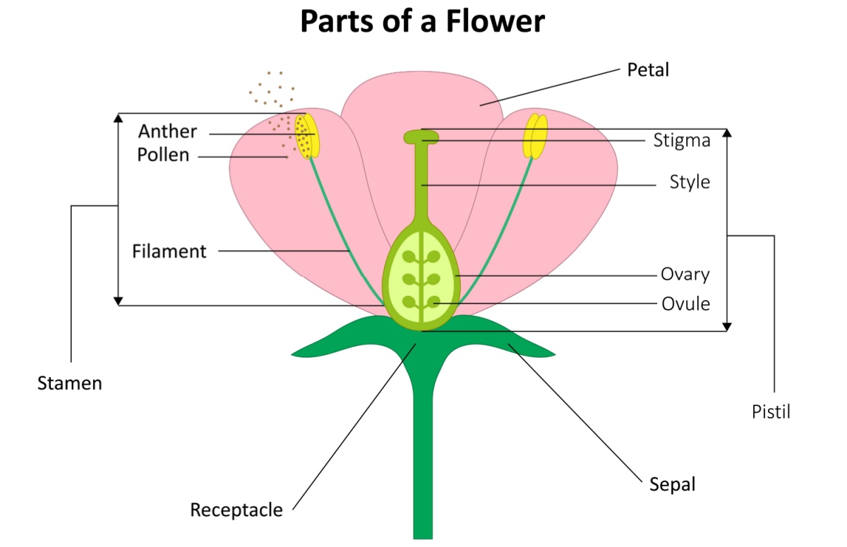 Diagram labeled “Parts of a Flower” showing petal, anther, pollen, filament, stigma, style, ovary, ovule, sepal, receptacle, stamen, and pistil.