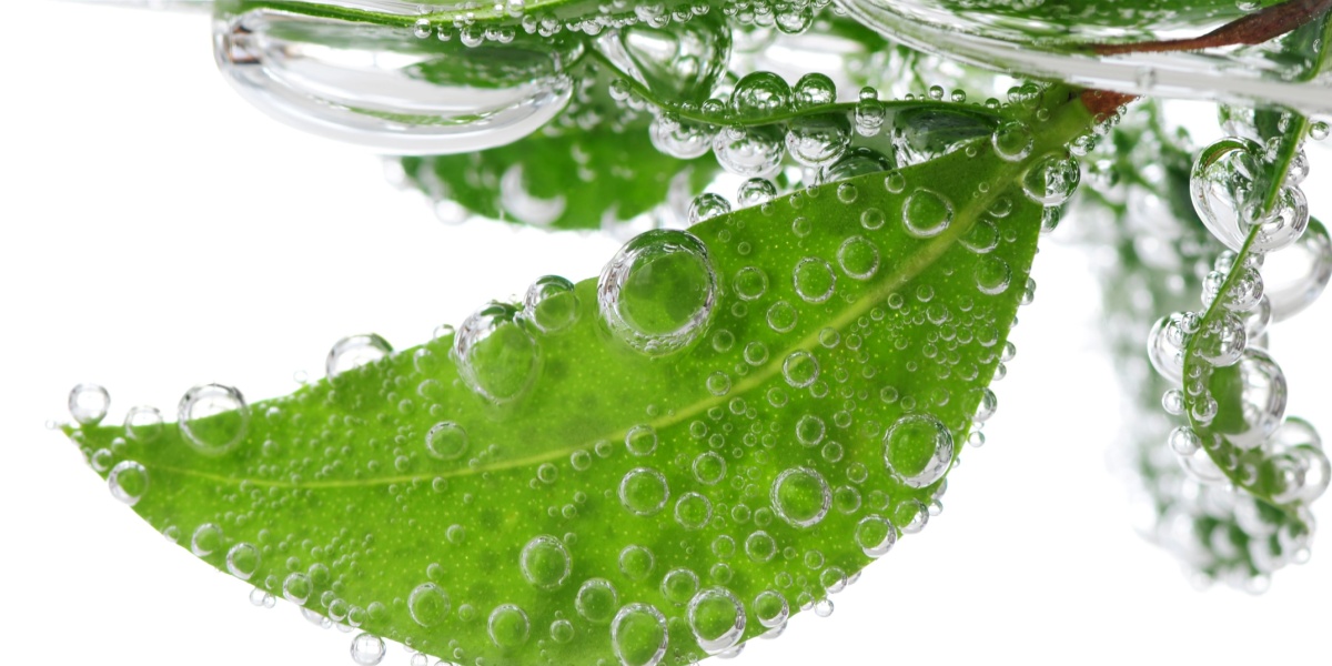 Close-up of a green leaf underwater with air bubbles clinging to its surface.