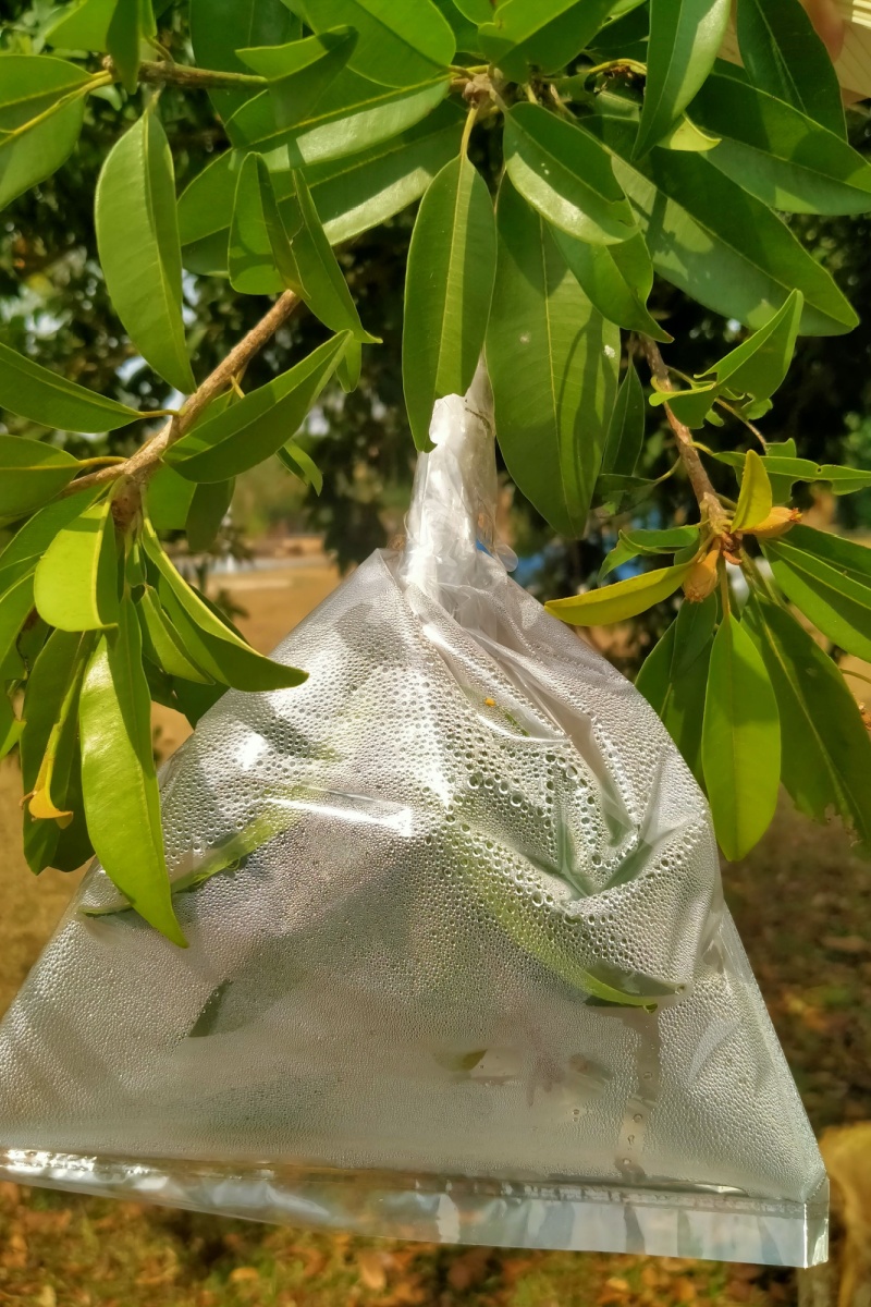 Plastic bag tied around a tree branch collecting moisture for plant propagation.