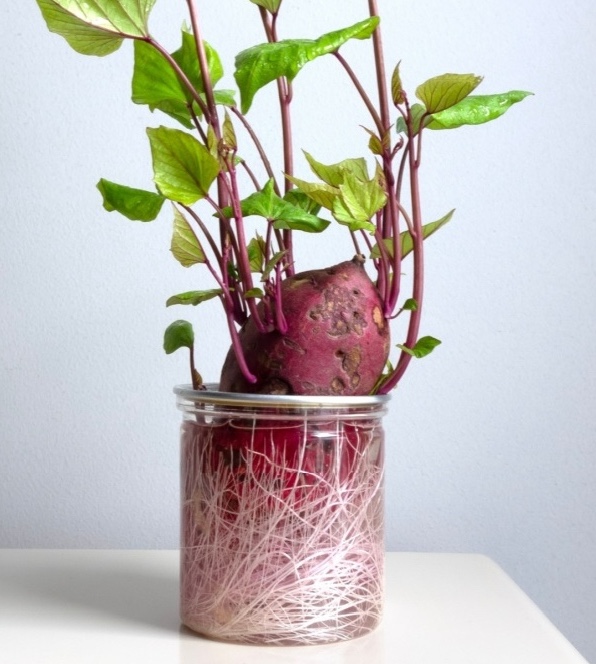 Sweet potato sprouting roots and stems in a glass jar of water.