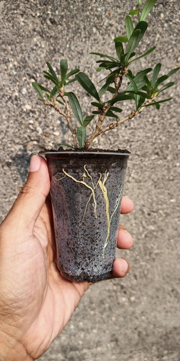 Clear pot showing plant roots growing through soil along the container sides.