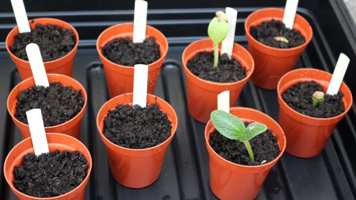 Small seedlings sprouting in red nursery pots arranged on a tray.