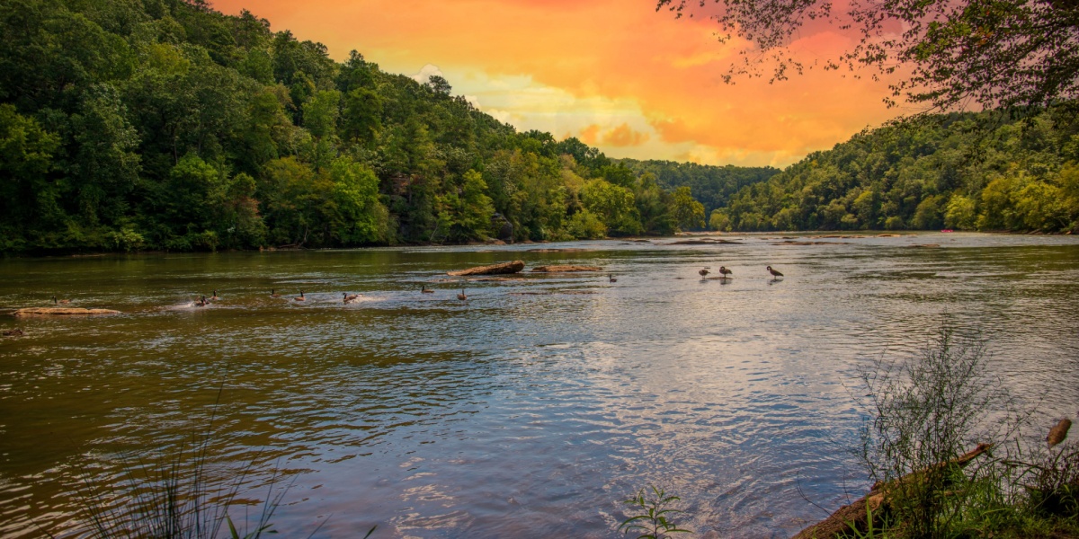 Chattahoochee River with birds swimming at sunset