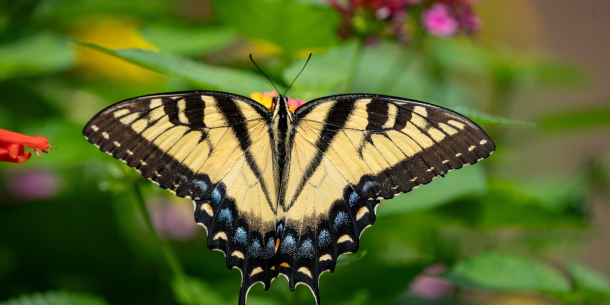 Eastern tiger swallowtail butterfly