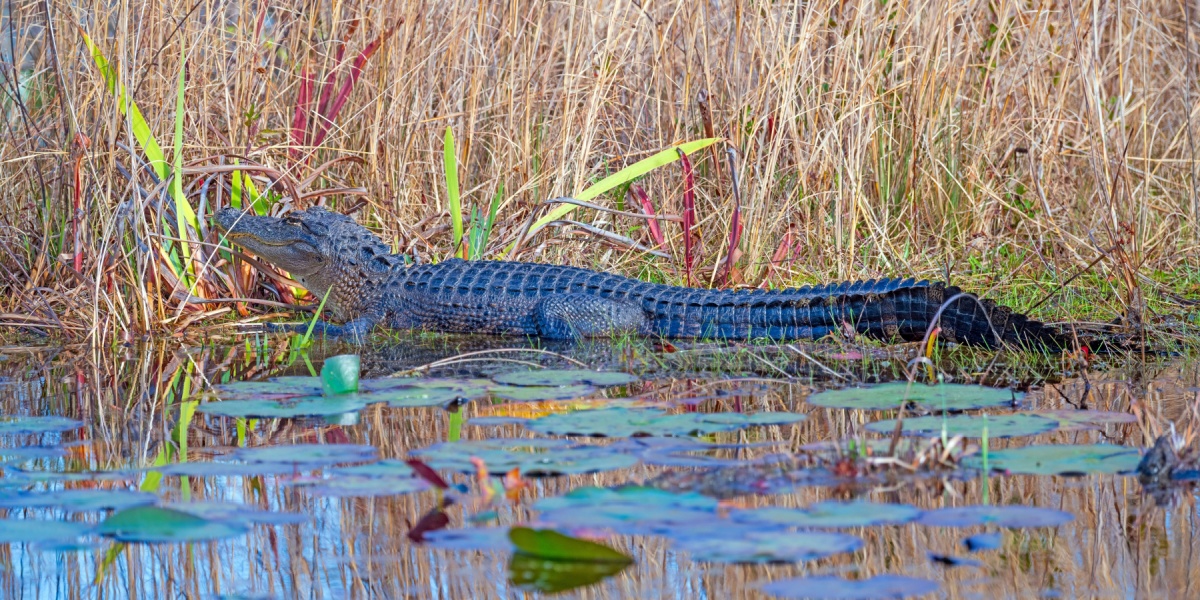 Alligator in the water in Okefenokee Swamp in Georgia