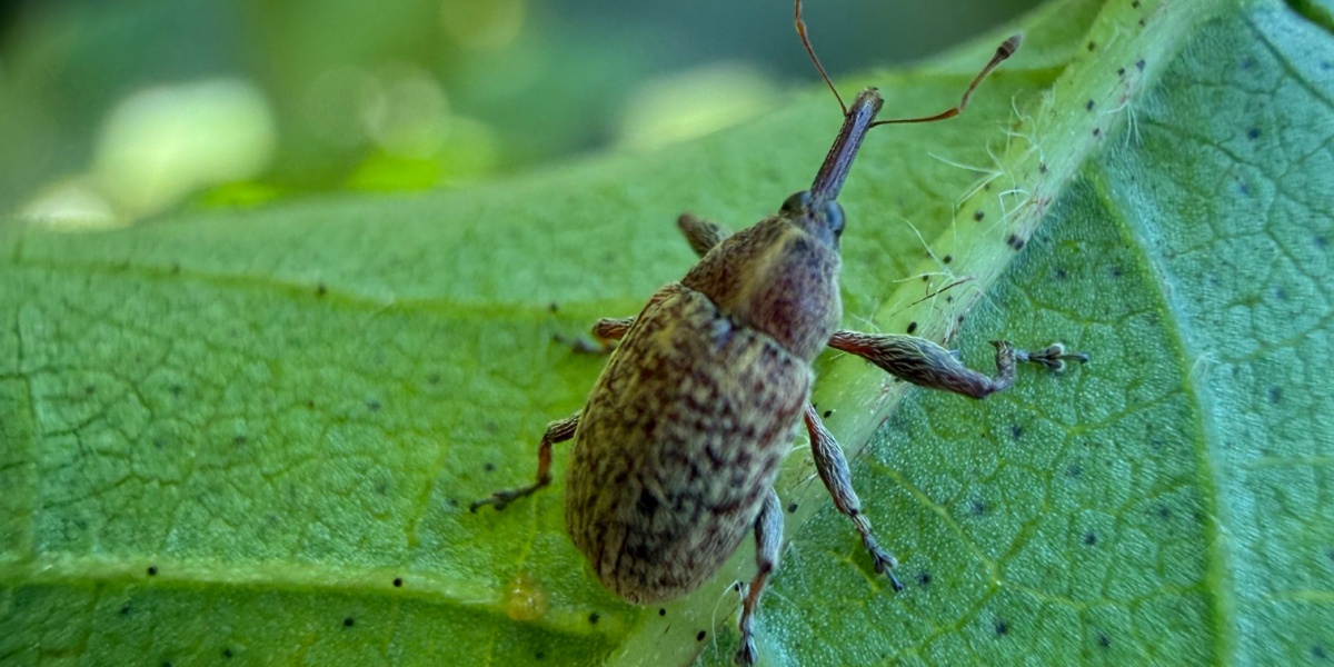 close up image of Boll weevil bug