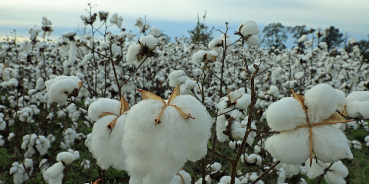 close up view of a cotton plants in a Georgia Cotton Field
