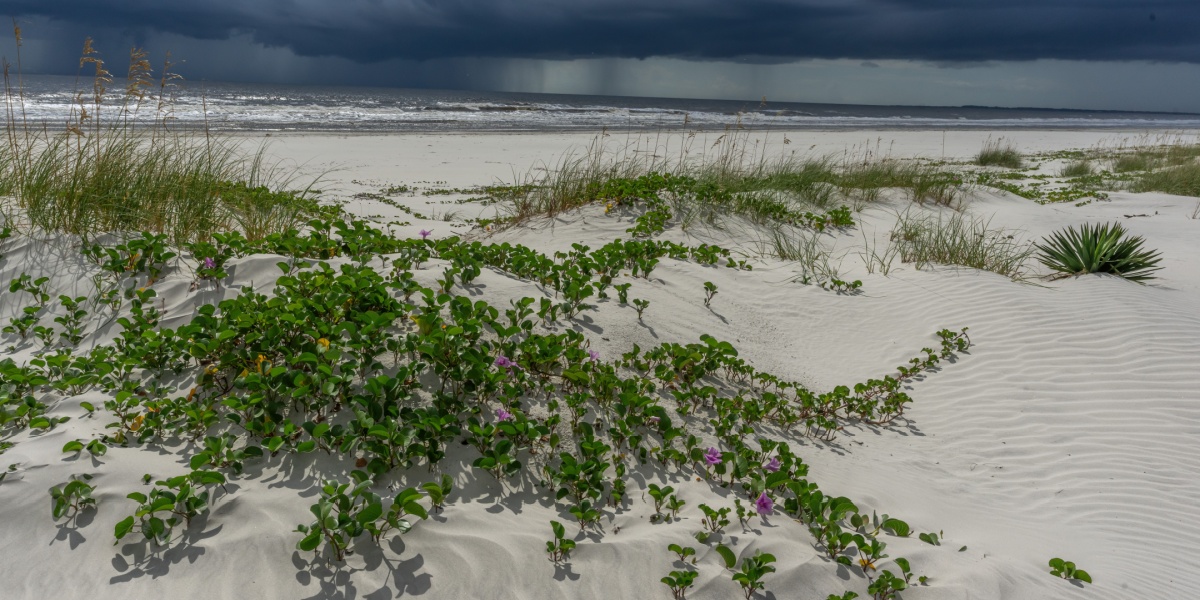 plant in the sand beach at Cumberland Island of the Barrier Islands in Georgia