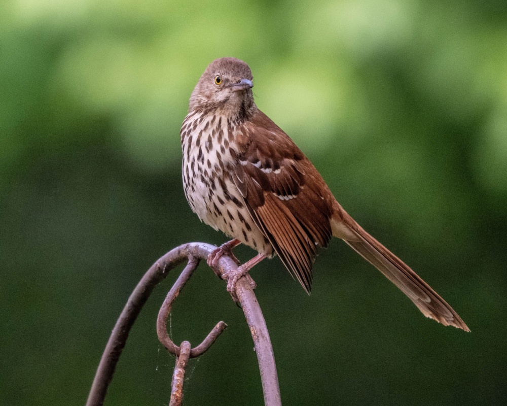 brown thrasher bird