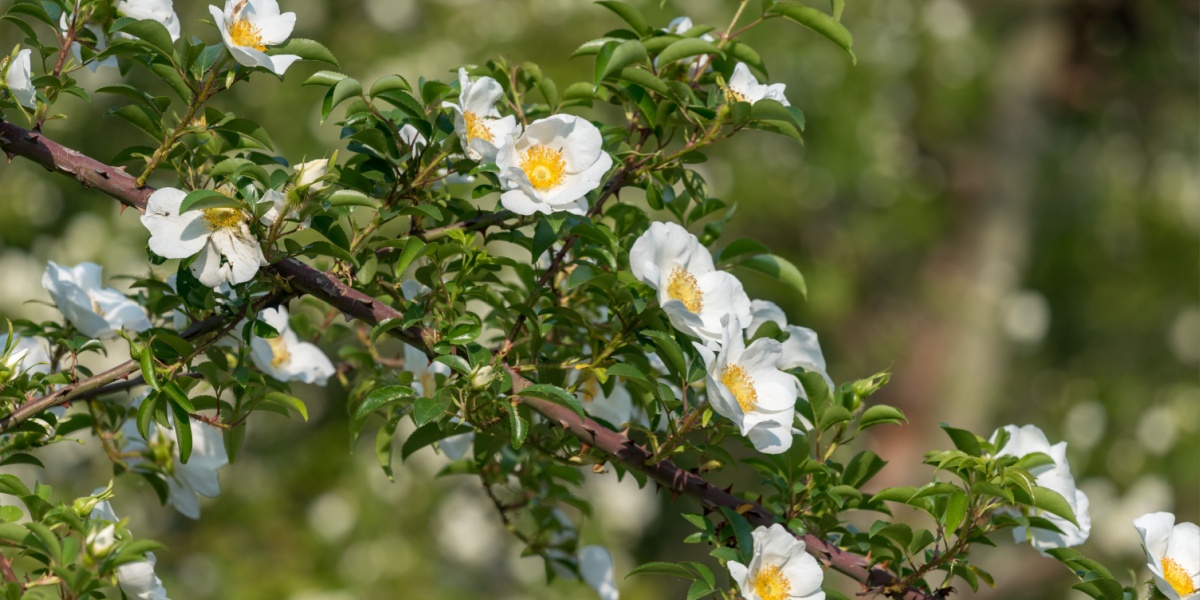 Cherokee rose flower