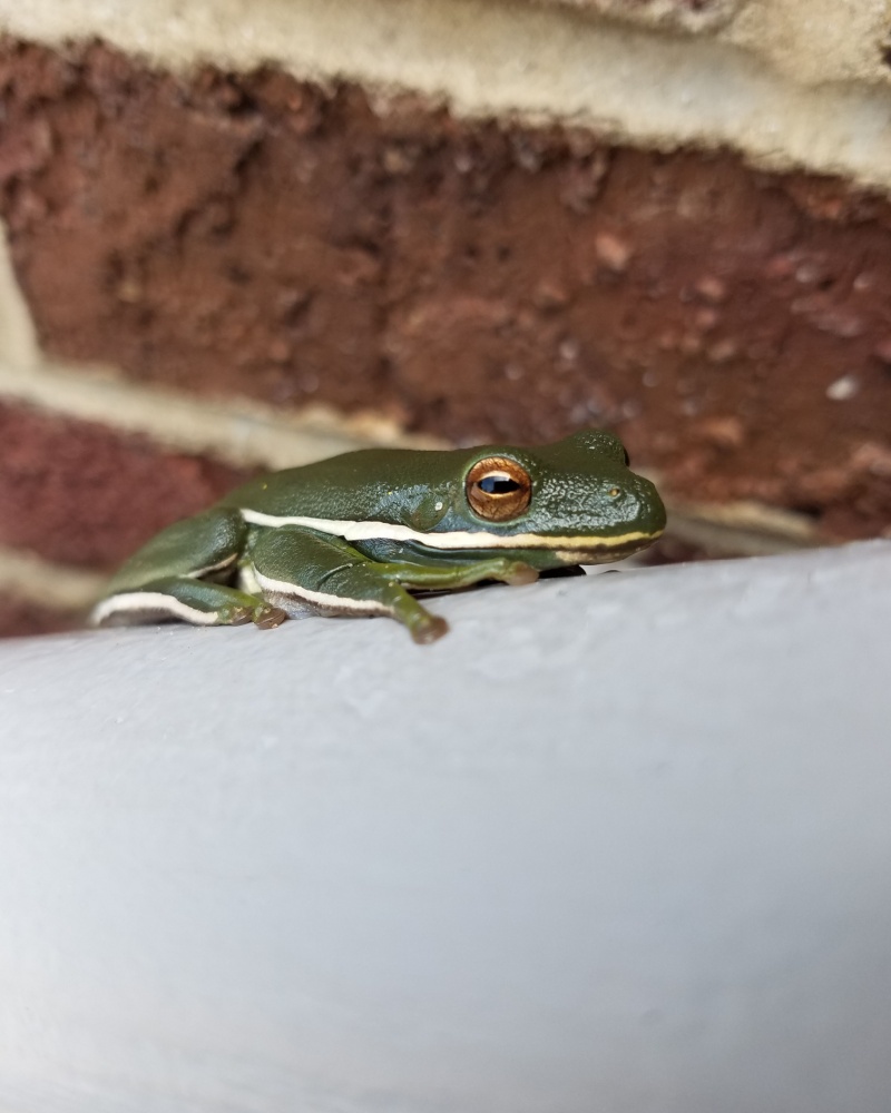 Green tree frog outside of home in Georgia