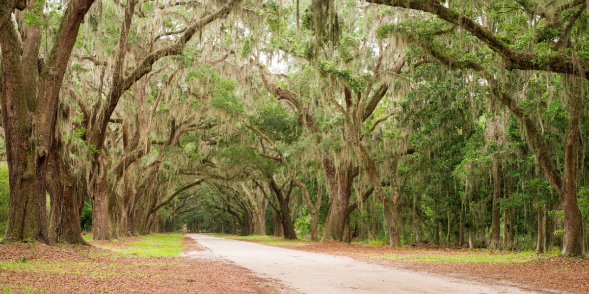 Live oak trees lining a road in Georgia