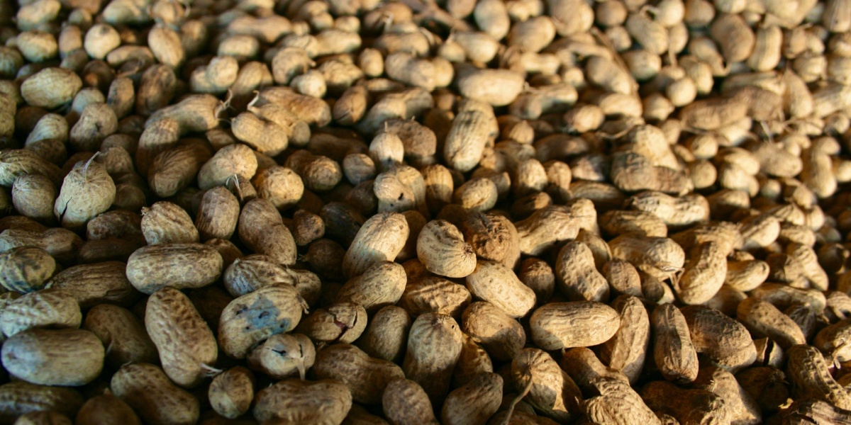 Close up image of a mound of peanuts in their shells.