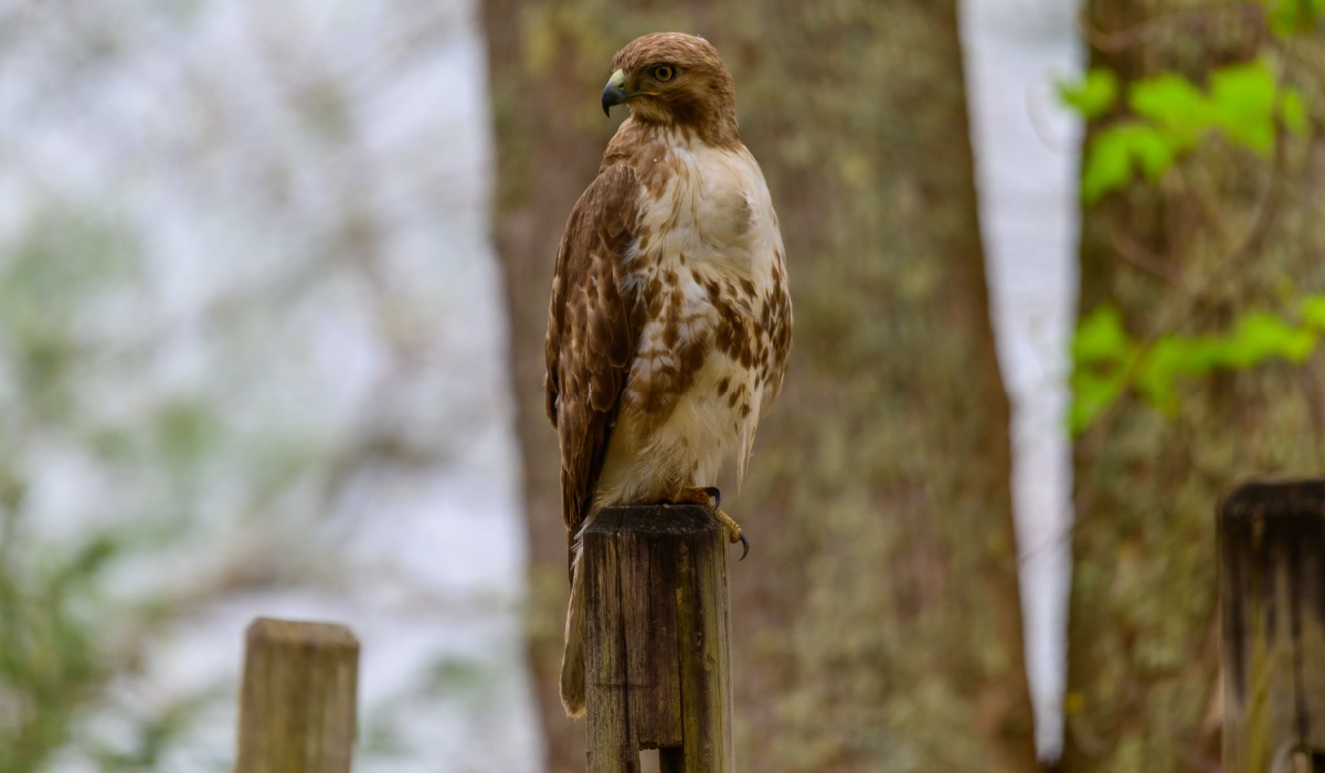 Red tailed hawk sitting on fence post
