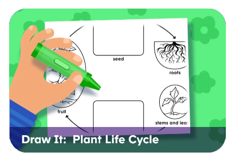 Hand using a green marker to draw a plant life cycle diagram on a worksheet showing seed, roots, stems/leaves, and fruit.