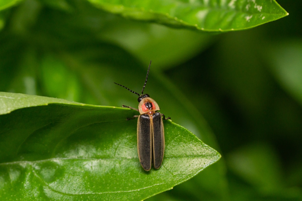 Small black beetle with an orange-red head perched on a green leaf with long antennae nearby.