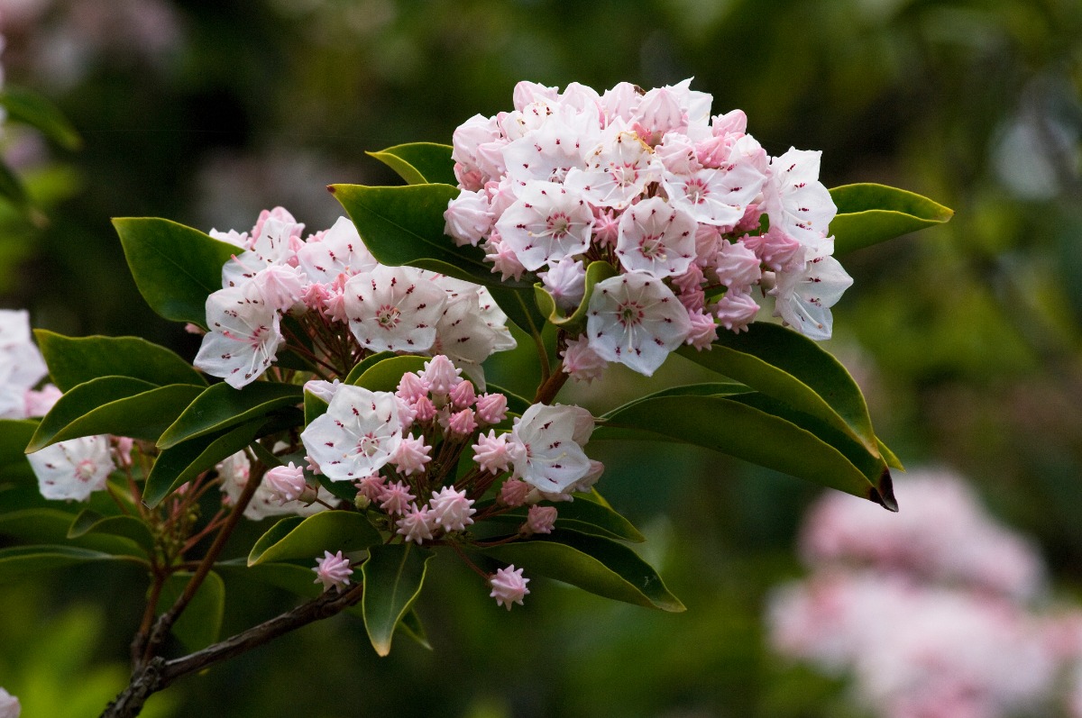 Cluster of pale pink and white rhododendron blossoms on a green-leaved shrub branch.