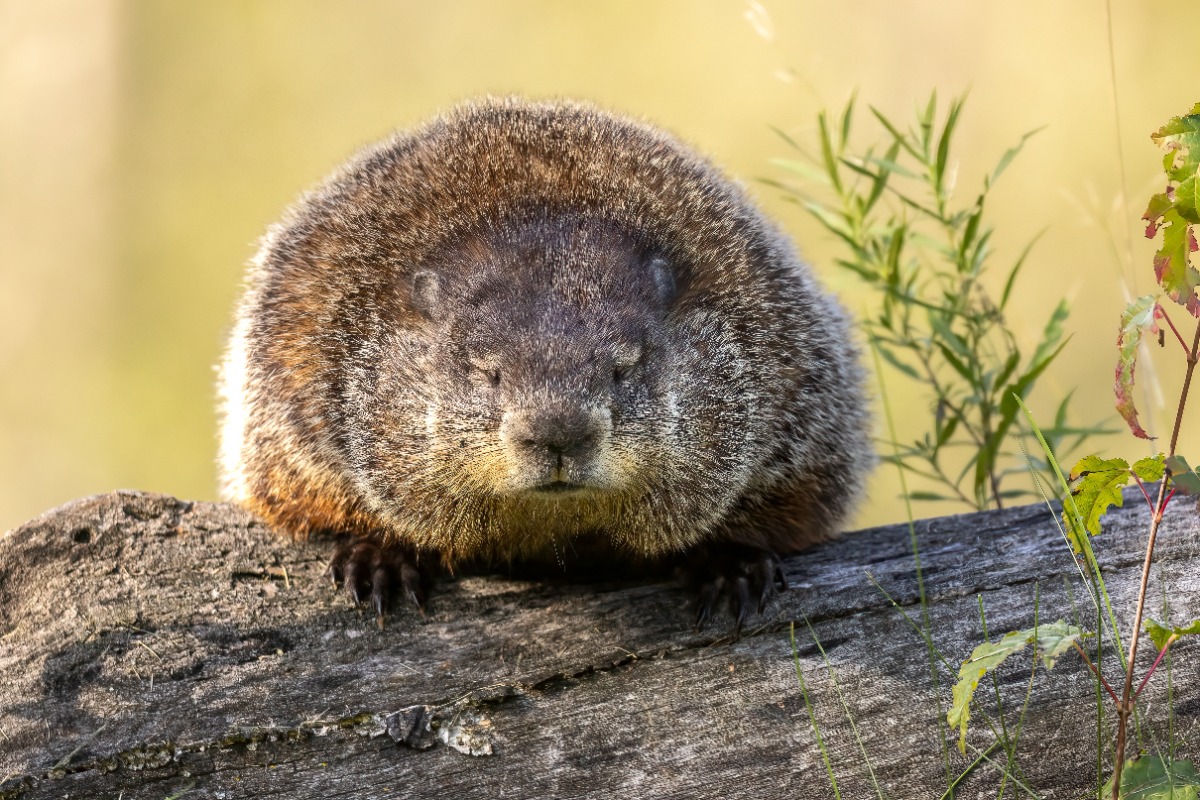 Marmot resting on a weathered log with eyes closed in a sunlit field