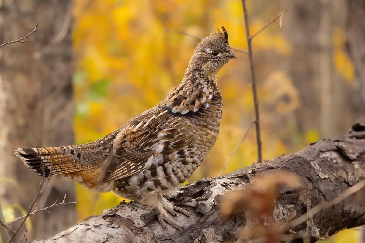 Brown speckled grouse perched on a fallen log in a autumn forest with yellow leaves in the background, facing right with crest raised.