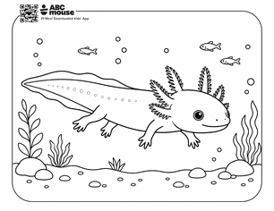 Realistic axolotl swimming with fish in a free printable axolotl coloring page from ABCmouse.com.