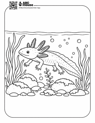 Realistic axolotl swimming among rocks in a free printable axolotl coloring page from ABCmouse.com.