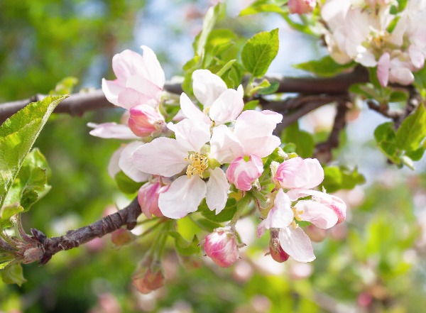 Close-up of pale pink and white blossoms on a tree branch with green leaves in springtime light.