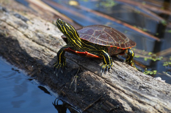 Red-eared slider turtle with yellow stripes perched on a log beside a pond or water.”